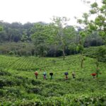 Bangladesh to Reset Tea Worker Minimum Wage in August