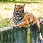 Bangladesh Reaffirms Commitment to Tiger Conservation Amid Shifting Ecological Landscape