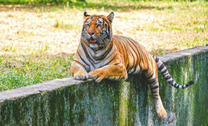 Bangladesh Reaffirms Commitment to Tiger Conservation Amid Shifting Ecological Landscape