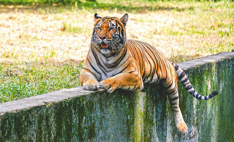Bangladesh Reaffirms Commitment to Tiger Conservation Amid Shifting Ecological Landscape