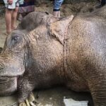 The mother elephant fell down from the mountain due to heavy rain and was seriously injured, her two legs were broken, her stomach was cut