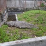 Fate of Croc Removed from Bagerhat Shrine Pond Remains Undecided Amid Relocation Delays