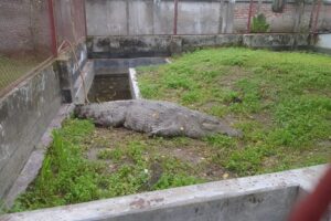 Fate of Croc Removed from Bagerhat Shrine Pond Remains Undecided Amid Relocation Delays