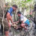 Forest officials rescue spotted deer from poachers snare in Sundarbans