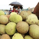 Bangladesh Pushes to Elevate Jackfruit from Peasant Staple to Global Export Commodity