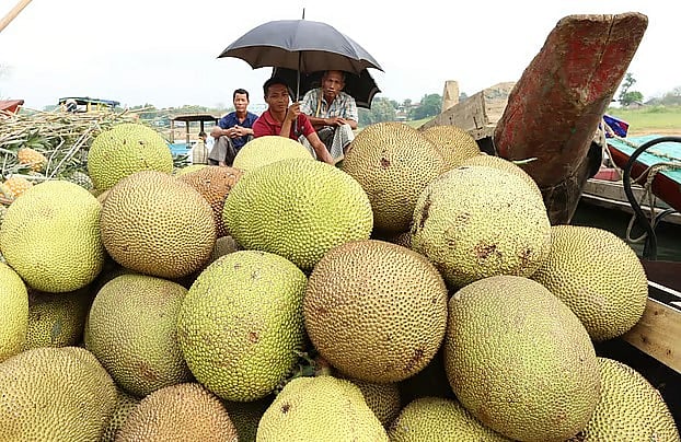 Bangladesh Pushes to Elevate Jackfruit from Peasant Staple to Global Export Commodity