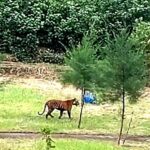 Tiger Sighting Near Sundarbans Forest Office Prompts Increased Monitoring