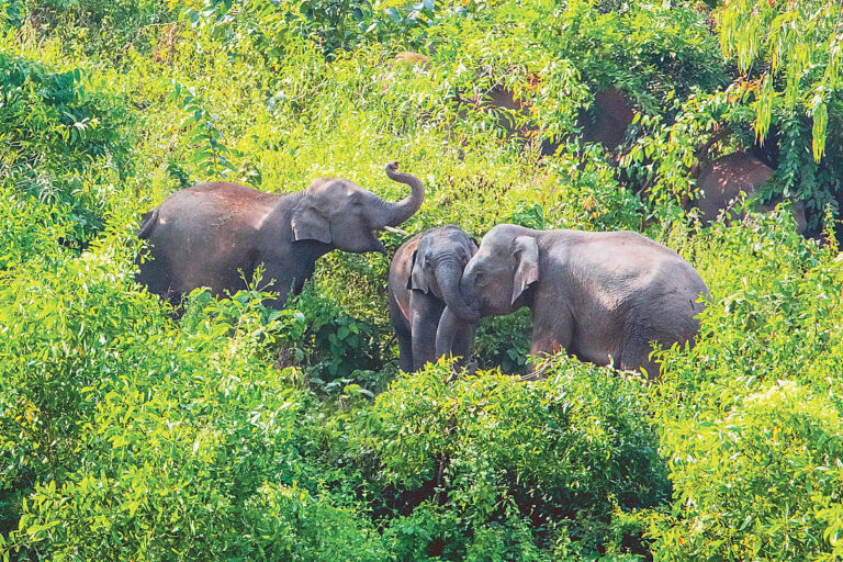 Bangladesh establishes national commission to bolster wildlife conservation and habitat protection
