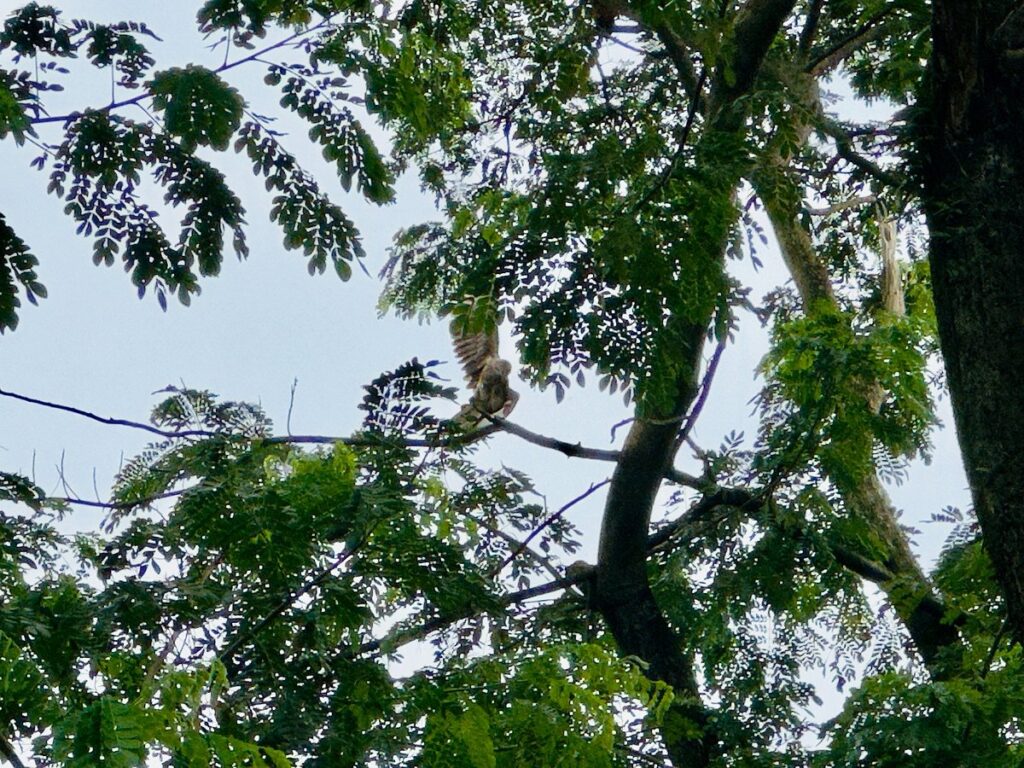 Volunteers rescue kite trapped for three days in Sreemangal tree