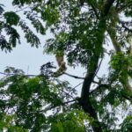 Volunteers rescue kite trapped for three days in Sreemangal tree