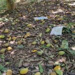 Bandarban Mango Growers Face Financial Ruin as Thousands of Tons Rot Unsold