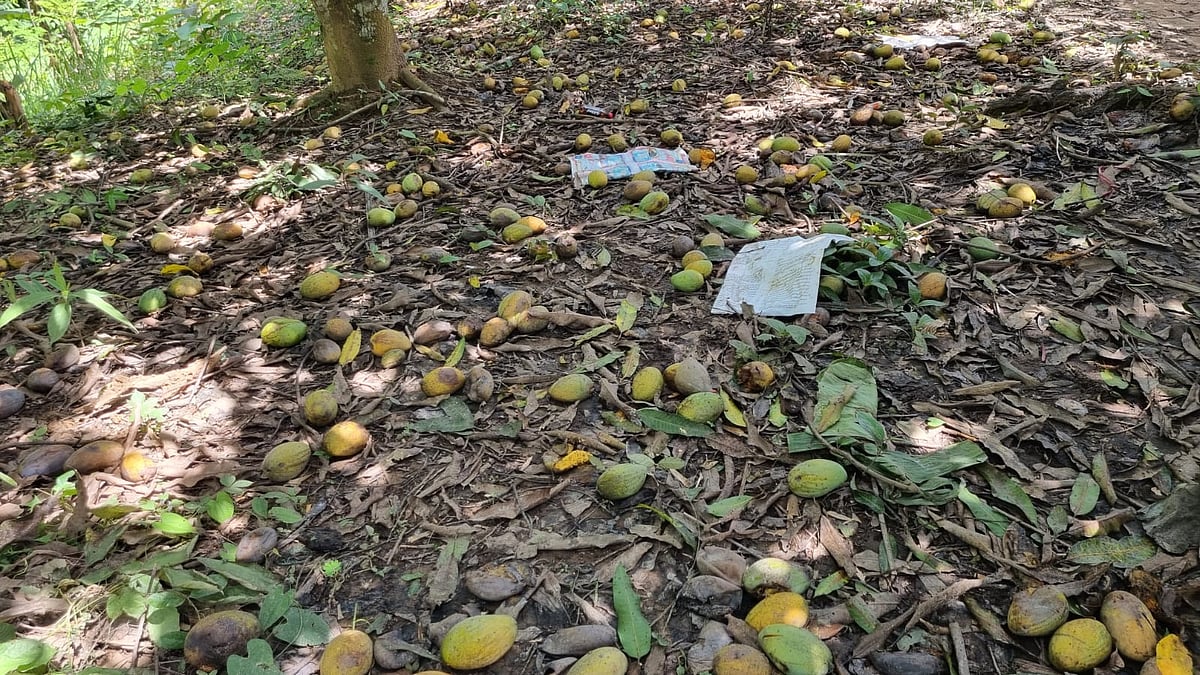 Bandarban Mango Growers Face Financial Ruin as Thousands of Tons Rot Unsold
