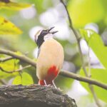 Indian Pitta migration to Bangladesh forests threatened by habitat degradation