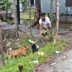 Two dogs beaten to death in Patuakhali over alleged duck attack dispute