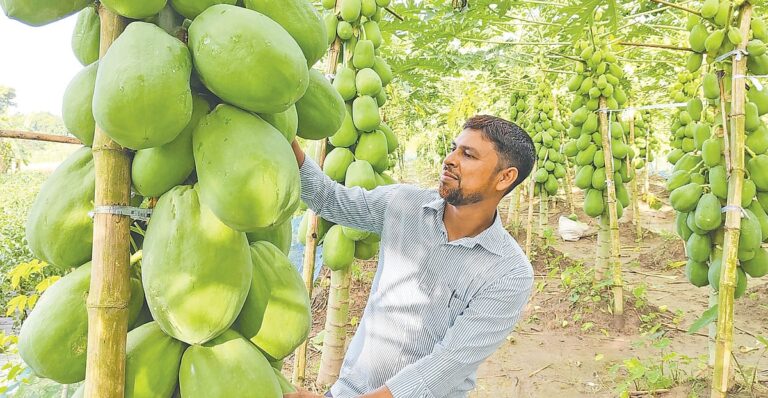 Bangladeshi Teacher Turns to Commercial Papaya Farming to Yield High Returns