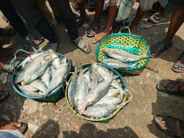 Abundant Hilsa Catch Sparks Seasonal Surge at Sitakunda Coast
