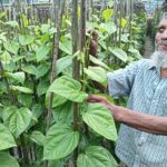 Betel leaf farming transforms livelihoods in rural Rangpur
