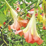 Angel Trumpet Blooms: A Tropical Beauty with a Toxic Secret