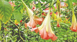 Angel Trumpet Blooms: A Tropical Beauty with a Toxic Secret