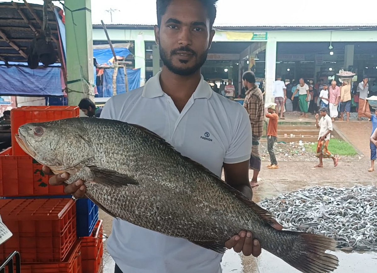 Rare 8kg Black Jewfish Fetches High Price at Kuakata Fish Market