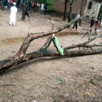 Falling Tree Branch Kills Child in Bangladeshs Rangunia Upazila
