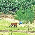 Parasitic infections threaten Sundarbans tiger population as experts warn of hunting decline