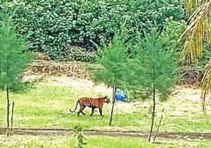 Parasitic infections threaten Sundarbans tiger population as experts warn of hunting decline