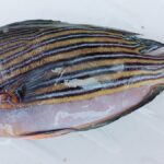 Rare Lined Surgeonfish Caught by Fishermen in Bay of Bengal