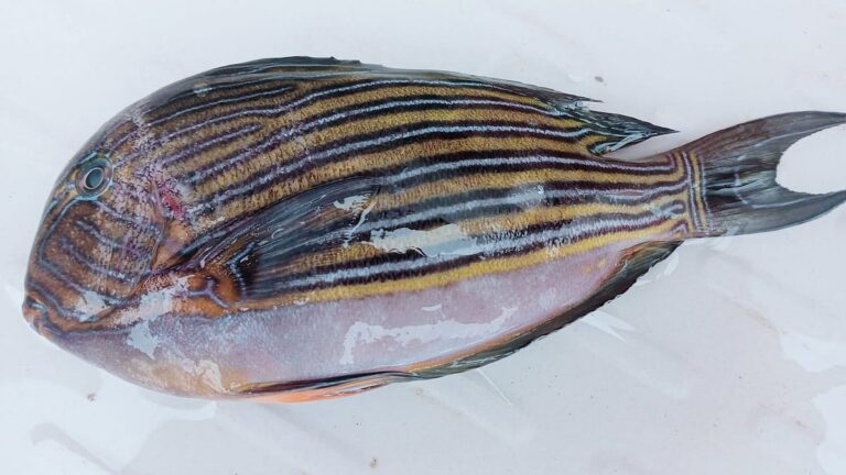 Rare Lined Surgeonfish Caught by Fishermen in Bay of Bengal