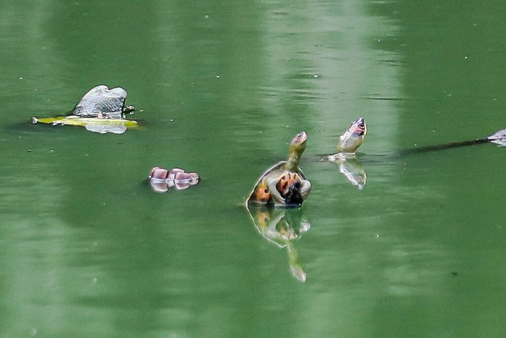 Invasive Red-Eared Slider turtles threaten Dhaka aquatic ecosystems