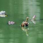 Invasive Red-Eared Slider turtles threaten Dhaka aquatic ecosystems