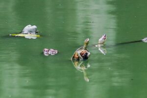 Invasive Red-Eared Slider turtles threaten Dhaka aquatic ecosystems