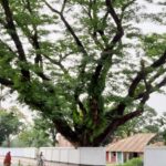 Railway Authorities Halt Auction of Century-Old Trees in Syedpur Following Public Outcry
