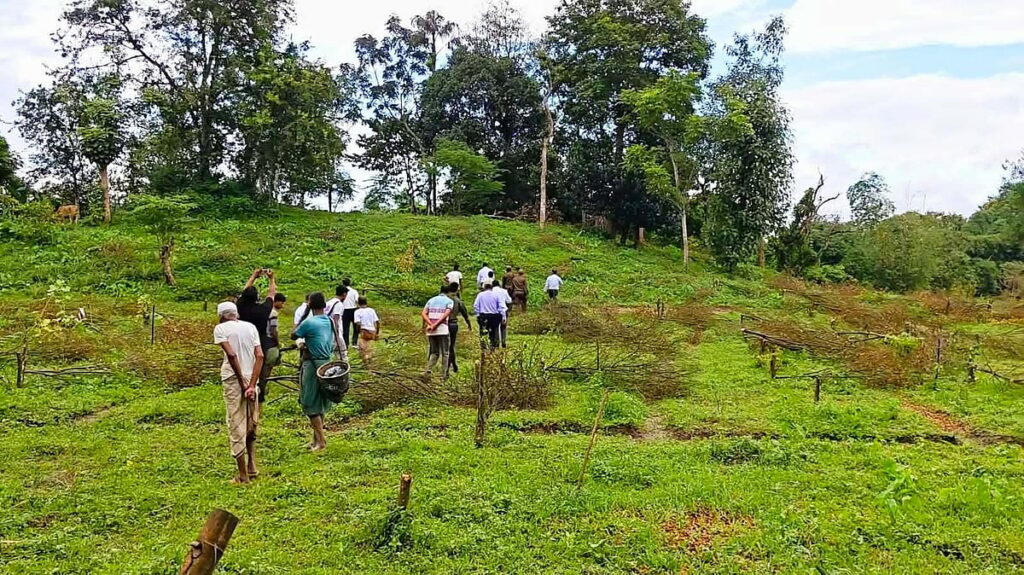 Investigation launched into destruction of 1,200 citrus trees in Sylhet amid extortion allegations