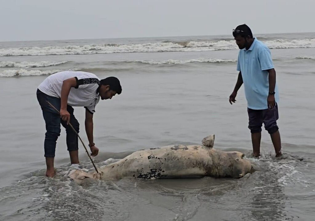 Dead Irrawaddy Dolphin Washes Ashore on Kuakata Beach Amid Concerns Over Marine Habitat Protection