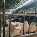 CID Charges Sadiq Agro in 133 Million Taka Money Laundering and Smuggling Probe