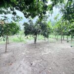 Jessore entrepreneur transforms seven-acre plot into diverse orchard featuring 75 exotic mango varieties