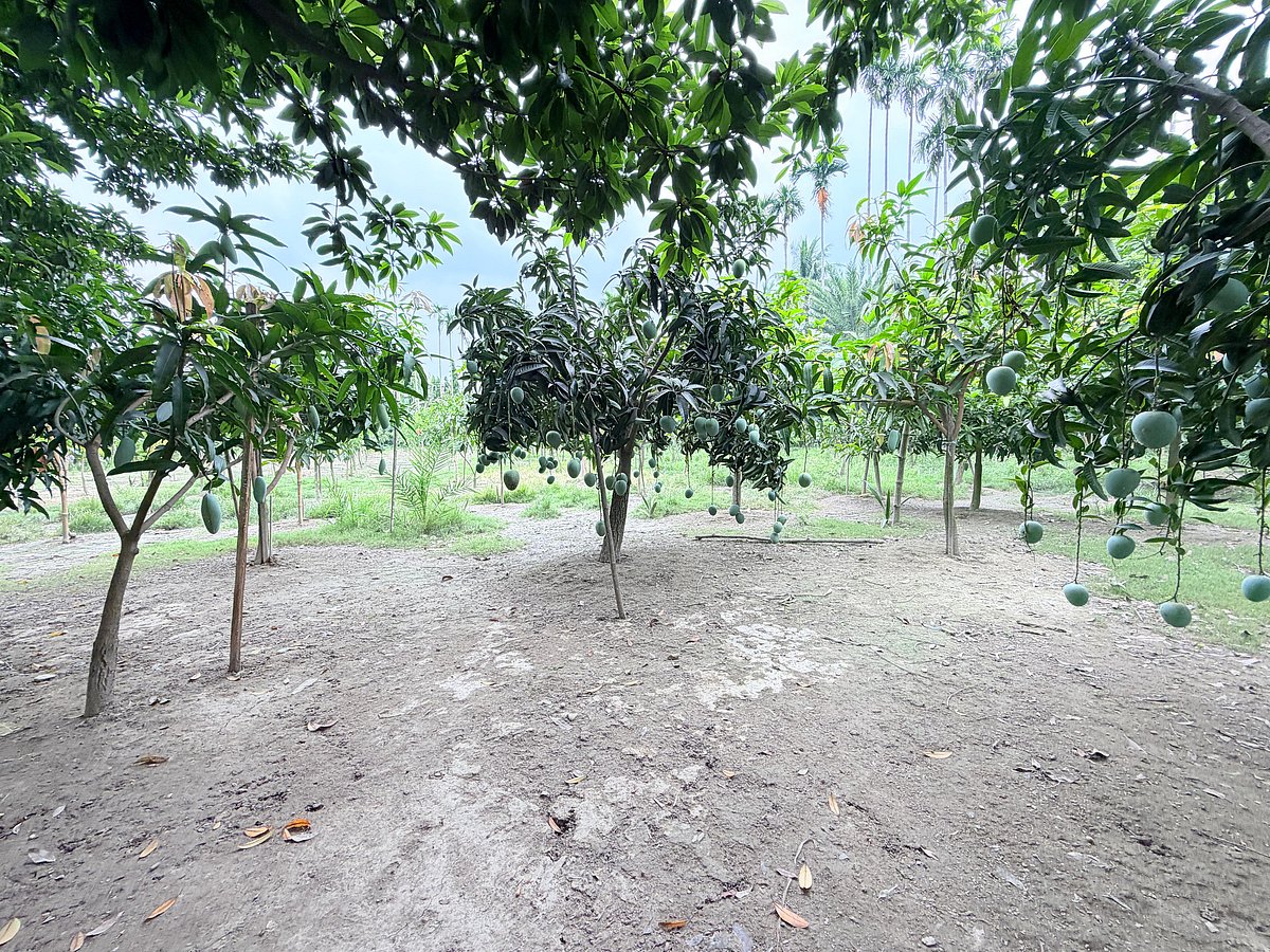 Jessore entrepreneur transforms seven-acre plot into diverse orchard featuring 75 exotic mango varieties