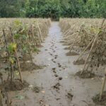 Flash Floods Devastate Crops Across Bangladesh’s Bandarban District