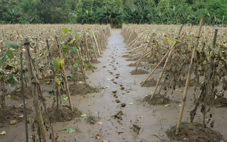 Flash Floods Devastate Crops Across Bangladesh’s Bandarban District