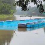 Cage Aquaculture Boosts Incomes and Food Security for Coastal Fisherfolk in Bangladesh