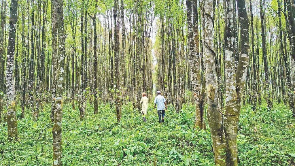 Bangladesh Forestry Department to Auction First Commercial Agarwood Plantation in Sherpur