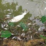 Threats escalate to mass fish poisoning in Joypurhat as farmers report 500,000 taka in losses