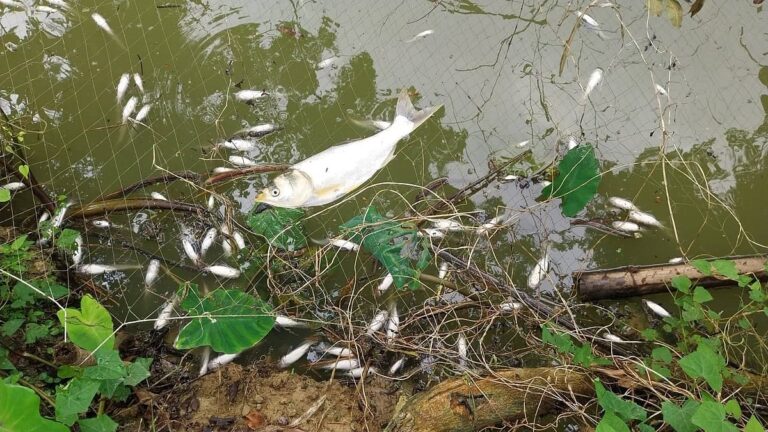 Threats escalate to mass fish poisoning in Joypurhat as farmers report 500,000 taka in losses