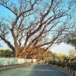 Official Documents Contradict Claims Over Authorization of Century-Old Tree Felling in Nilphamari