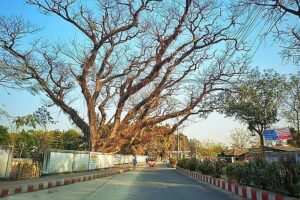 Official Documents Contradict Claims Over Authorization of Century-Old Tree Felling in Nilphamari