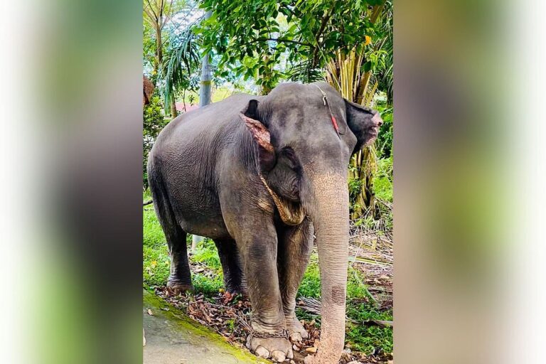 Pet elephant dies from illness in Moulvibazar forest following failed medical treatment