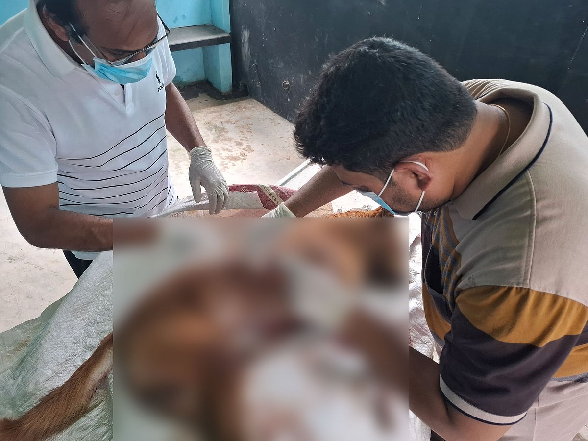 Farmer files complaint after pet dog killed in Chatmohor