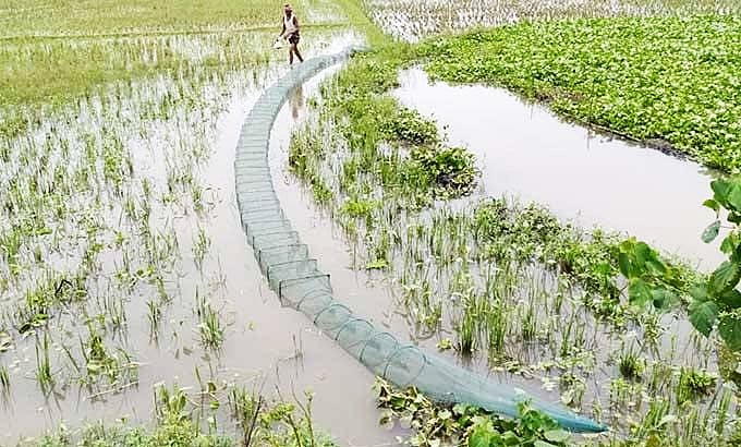 Illegal China Duari fishing nets threaten biodiversity and fish stocks across southern Bangladesh
