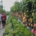 Month-long Dhaka Tree Fair concludes with 16 million saplings sold for 160 million taka